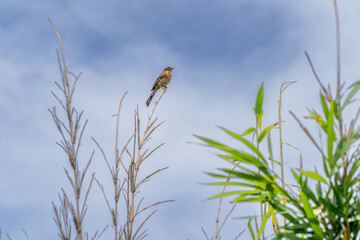 Meadow Bunting is resting a top of rod, JAPAN.
