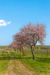 Mandelbaumblüte (Prunus dulcis), Frühling in der Südpfalz