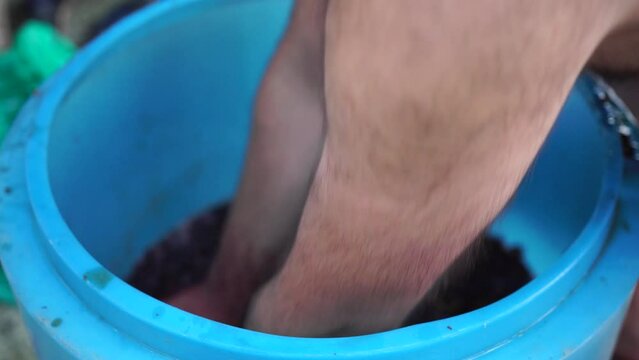 Grape-treading or grape-stomping in traditional winemaking. Senior farmer separates grapes from a bunch in traditional way. Grapes are trampled by barefoot man to release juices and begin fermentation
