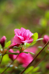 Obraz na płótnie Canvas Różowy kwiatek w ogrodzie
