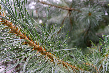 Green pine branch with raindrops close-up. Selective focus