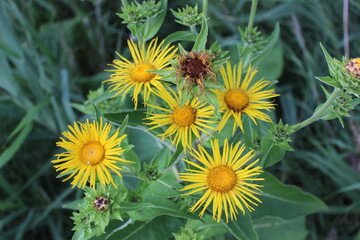 Elecampane