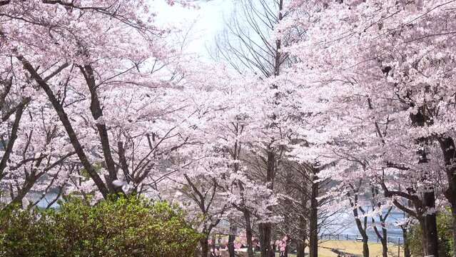 風で舞い散る桜吹雪と満開の桜  4K 広島県安芸高田市土師ダムのどごえ公園  2021年4月1日