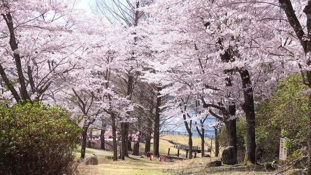 風で舞い散る桜吹雪のスローモーション  4K 広島県安芸高田市土師ダムのどごえ公園  2021年4月1日