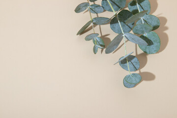 Eucaliptus leaves on beige background. Copy space. Blue-Green leaves on branch for abstract natutal...