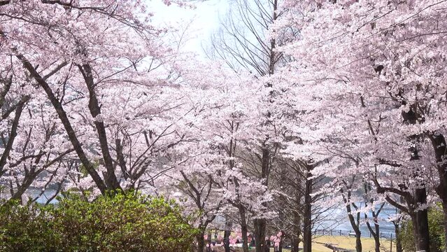 風で舞い散る桜吹雪のスローモーション  4K 広島県安芸高田市土師ダムのどごえ公園  2021年4月1日