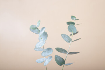 Eucalyptus leaves on a colored background. Blue green leaves on branches for abstract natural background or poster