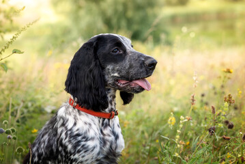 Portrait of a black-and-white dog of the Russian Spaniel breed on a background of a green field....