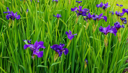 Fototapeta na wymiar Schwertlilien Iris (Schwertlilien) sind beliebte Blumen im Garten 