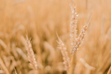 Close-up of ears of rye. Sowing wheat. Agrocomplex and sunflower oil. Rye and the creation of flour and bread. Baking bakery products. Gluten products. Field of ripening rye in a summer day. sunrise. 