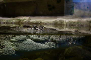 Crocodile head close up