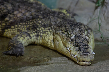 Crocodile having rest in terrarium