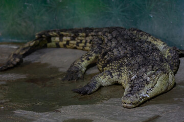 Crocodile having rest in terrarium