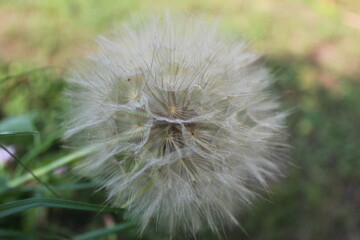 dandelion