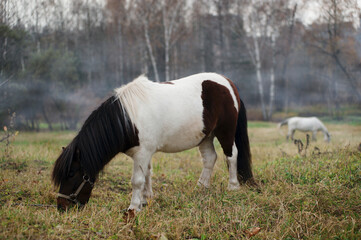 Naklejka na ściany i meble Miniature shetland breed pony horse at country side.