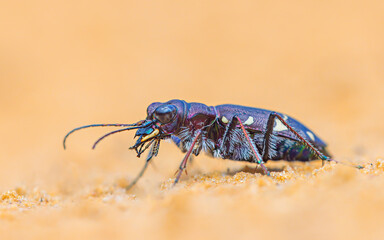 Northern dune tiger beetle - Cicindela hybrida, close up