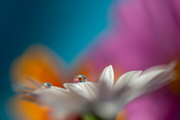 flower with dew dop - beautiful macro photography with abstract bokeh background....