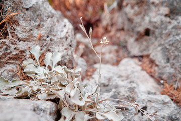 Dry wild flowers on the rock.