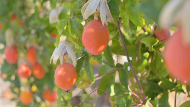 Ripe passion fruit or passiflora caerulea. Ripe bright fruits on a bush. Berries and fruits of the South of Italy, Sardinia. High quality 4k footage