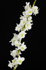 branch tropical white orchid flower with stem on black background