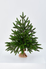 Pretty bushy danish Christmas tree without decorations in a large pot wrapped in sackcloth with space for your message on white background