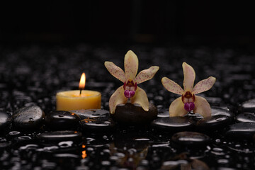 Still life of with 
Yellow orchid  and candle with zen black stones on wet background,

