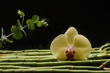 Spa setting with green leaves with yellow orchid and lying on bamboo stem on black background 