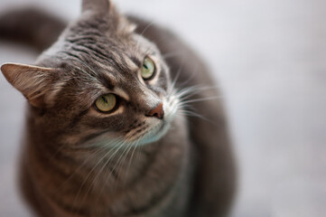 Gray european cat sitting top view