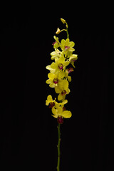branch yellow orchid flower with stem on black background