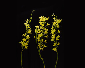 Three branch yellow orchid flower with stem on black background