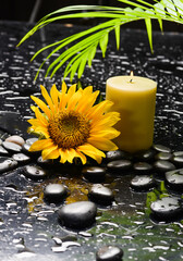 Still life of with 
Sunflower and  candle, zen black stones ,green palm wet background
