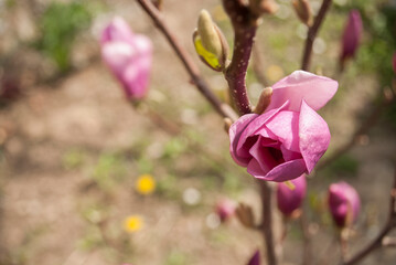 The buds of a blooming pink magnolia close up. Natural floral background