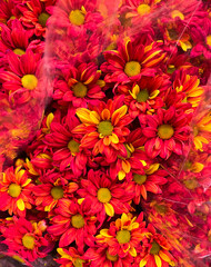 Many daisy, flowers closeup background

