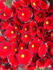 beautiful many red gerbera flowers closeup background 

