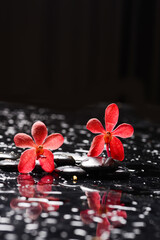 Still life of with lying on  
Two red orchid , and zen black stones on wet background
