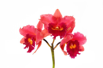Red,pink orchid flower on white background ,close-up.