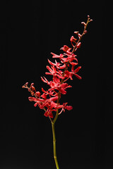 Red orchid flower on black background ,close-up.
