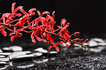 Still life of with lying on  
branch red orchid , and zen black stones on wet background
