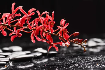 Raamstickers Still life of with lying on   branch red orchid , and zen black stones on wet background  © Mee Ting