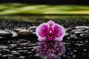Still life of with 
Pink,white row of orchid and green long leaves on zen black stones on wet...