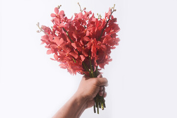 Hand holding Red orchid flower branch bloom on white background

