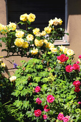 Beautiful pink roses in the garden. Selective focus.