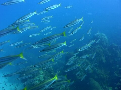Yellowtail barracuda (Sphyraena flavicauda) school over reef, from front to side