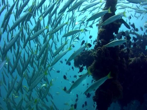 Yellowtail barracuda (Sphyraena flavicauda) on top of wreck