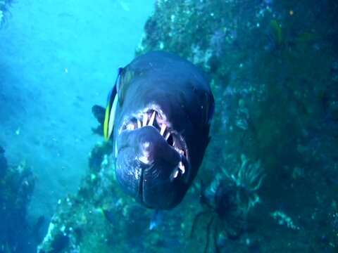 Great barracuda (Sphyraena barracuda) close up front to side
