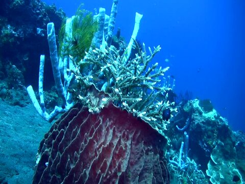 Giant barrel sponge (Xestospongia testudinaria) full of corals