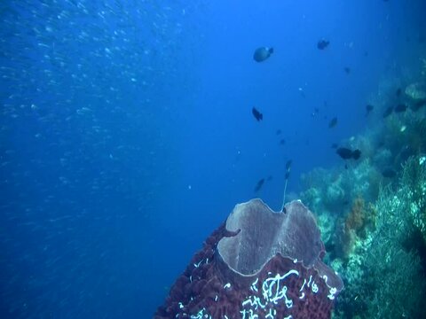 Giant barrel sponge (Xestospongia testudinaria) with school of sardines