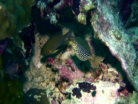 Solor boxfish (Ostracion solorensis), female