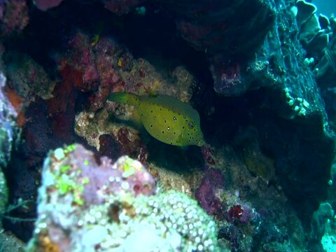 Yellow boxfish (Ostracion cubicus), young female