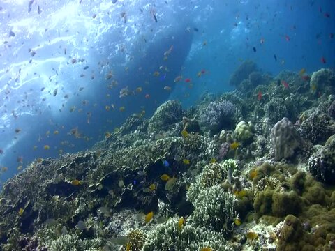 Coral reef with clouds of anthias and boat at the surface